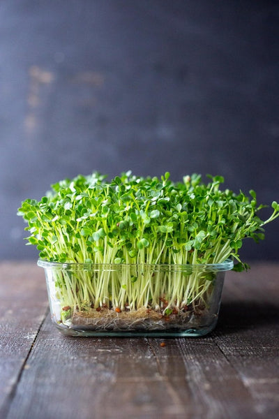 How to grow microgreens at home